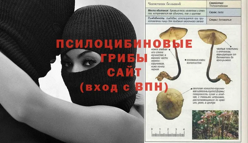 Псилоцибиновые грибы прущие грибы  hydra маркетплейс  Дивногорск  наркошоп 